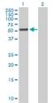 Tetratricopeptide Repeat Domain 8 antibody, H00123016-B01P, Novus Biologicals, Western Blot image 