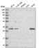 Protein downstream neighbor of Son antibody, NBP2-13931, Novus Biologicals, Western Blot image 