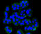 Metabotropic glutamate receptor 5 antibody, 13-844, ProSci, Immunofluorescence image 