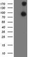 Anaphase Promoting Complex Subunit 2 antibody, TA503407S, Origene, Western Blot image 