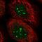 Chromosome 12 Open Reading Frame 43 antibody, HPA046148, Atlas Antibodies, Immunocytochemistry image 