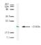 CLDN7 antibody, LS-C6163, Lifespan Biosciences, Western Blot image 