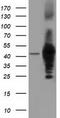 DnaJ Heat Shock Protein Family (Hsp40) Member A2 antibody, CF501739, Origene, Western Blot image 