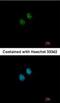 N-Acetyltransferase 10 antibody, NBP2-15034, Novus Biologicals, Immunocytochemistry image 