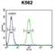 Probable ATP-dependent RNA helicase DDX11 antibody, abx026321, Abbexa, Western Blot image 