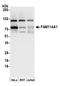 Family With Sequence Similarity 114 Member A1 antibody, A305-742A-M, Bethyl Labs, Western Blot image 