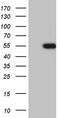 LIM/homeobox protein Lhx2 antibody, TA810305, Origene, Western Blot image 