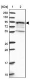 EPS8 Like 1 antibody, PA5-59755, Invitrogen Antibodies, Western Blot image 