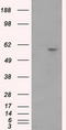 Cytochrome P450 Family 1 Subfamily A Member 2 antibody, TA501154, Origene, Western Blot image 