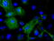 Troponin I3, Cardiac Type antibody, TA500057, Origene, Immunofluorescence image 