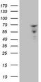 Zinc Finger Protein 79 antibody, TA809109, Origene, Western Blot image 