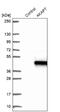 AKAP7 antibody, NBP1-89171, Novus Biologicals, Western Blot image 