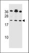 BCL2 Antagonist/Killer 1 antibody, LS-B13117, Lifespan Biosciences, Western Blot image 