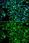 Nucleoside diphosphate kinase B antibody, GTX33360, GeneTex, Immunofluorescence image 