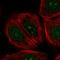 Nucleolar Protein With MIF4G Domain 1 antibody, HPA051624, Atlas Antibodies, Immunocytochemistry image 