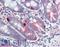 Mediator Complex Subunit 4 antibody, LS-B3562, Lifespan Biosciences, Immunohistochemistry paraffin image 