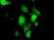 Cilia And Flagella Associated Protein 298 antibody, TA501348, Origene, Immunofluorescence image 
