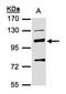 Mannosidase Beta antibody, orb69825, Biorbyt, Western Blot image 