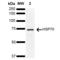Heat shock 70 kDa protein 1A/1B antibody, SPC-744D-A488, StressMarq, Western Blot image 