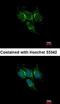 Peroxiredoxin 3 antibody, orb13659, Biorbyt, Immunofluorescence image 