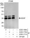 Heparin Binding Growth Factor antibody, A303-169A, Bethyl Labs, Immunoprecipitation image 