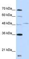Forkhead box protein Q1 antibody, ab51340, Abcam, Western Blot image 