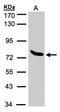 Zinc Finger Protein 45 antibody, NBP1-32382, Novus Biologicals, Western Blot image 