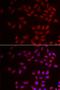 Cold Inducible RNA Binding Protein antibody, orb247495, Biorbyt, Immunofluorescence image 