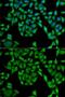 Ugt1 antibody, GTX55835, GeneTex, Immunofluorescence image 