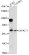 CBFA2/RUNX1 Partner Transcriptional Co-Repressor 3 antibody, A03435, Boster Biological Technology, Western Blot image 