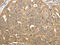 Syntaxin 1A antibody, CSB-PA922926, Cusabio, Immunohistochemistry paraffin image 