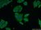 Alpha-1-antiproteinase antibody, 66135-1-Ig, Proteintech Group, Immunofluorescence image 