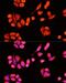DnaJ Heat Shock Protein Family (Hsp40) Member C19 antibody, LS-C749938, Lifespan Biosciences, Immunofluorescence image 
