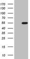 Doublesex And Mab-3 Related Transcription Factor 1 antibody, TA807522S, Origene, Western Blot image 