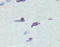 PR/SET Domain 9 antibody, ARP35967_P050, Aviva Systems Biology, Immunohistochemistry frozen image 