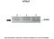 ATP-sensitive inward rectifier potassium channel 1 antibody, 25-261, ProSci, Enzyme Linked Immunosorbent Assay image 