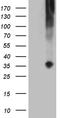 TNF Superfamily Member 4 antibody, TA806738, Origene, Western Blot image 