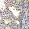 Neuroglobin antibody, orb247462, Biorbyt, Immunohistochemistry paraffin image 