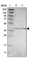 Glycoprotein Integral Membrane 1 antibody, PA5-53562, Invitrogen Antibodies, Western Blot image 