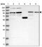 Spermatogenesis-associated protein 5 antibody, NBP2-38302, Novus Biologicals, Western Blot image 