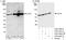 Chaperonin Containing TCP1 Subunit 8 antibody, A303-446A, Bethyl Labs, Western Blot image 