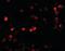 2-Oxoglutarate And Iron Dependent Oxygenase Domain Containing 1 antibody, orb95593, Biorbyt, Immunofluorescence image 
