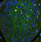 CD44 antibody, LS-C357532, Lifespan Biosciences, Immunofluorescence image 