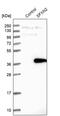 Sideroflexin 2 antibody, PA5-53740, Invitrogen Antibodies, Western Blot image 
