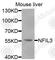 NFIL3 antibody, A7294, ABclonal Technology, Western Blot image 