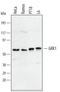 Rhodopsin kinase antibody, AF4498, R&D Systems, Western Blot image 