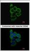 Probable 26S protease regulatory subunit 10B antibody, NBP2-19950, Novus Biologicals, Immunofluorescence image 