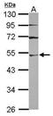 Ubiquitin Like Modifier Activating Enzyme 3 antibody, GTX118601, GeneTex, Western Blot image 
