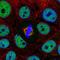 Small Integral Membrane Protein 5 antibody, NBP2-49650, Novus Biologicals, Immunofluorescence image 