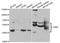 Growth factor receptor-bound protein 7 antibody, TA332844, Origene, Western Blot image 